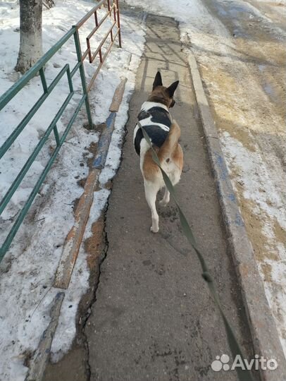 Собака в добрые руки