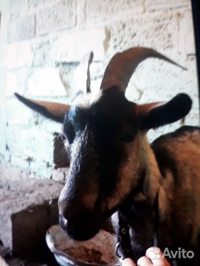 Коза дойная