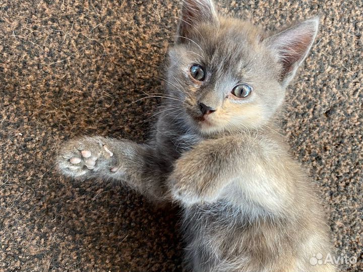 Котята в добрые руки даром девочка 1,5 месяца