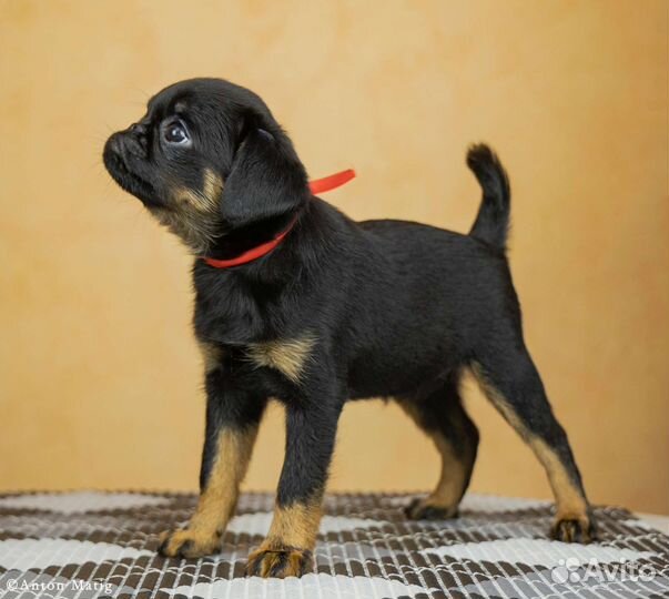 Пти брабансон