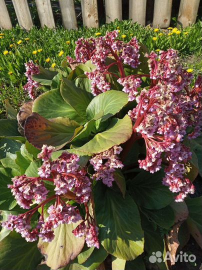 Бадан, ирис, лилейник