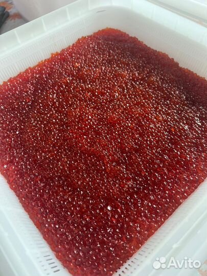 Красная икра 2023 (кета)