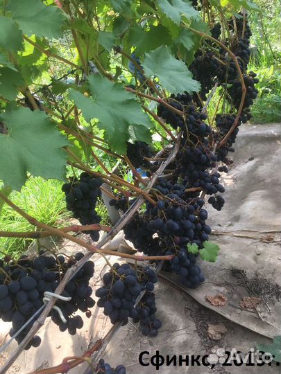 Саженцы винограда