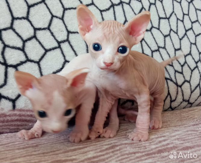 Донской сфинкс котята велюр