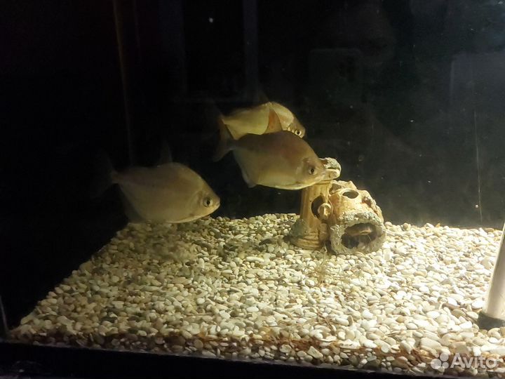 Аквариум с рыбками