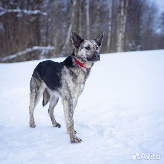 Тигровый парень в добрые руки бесплатно