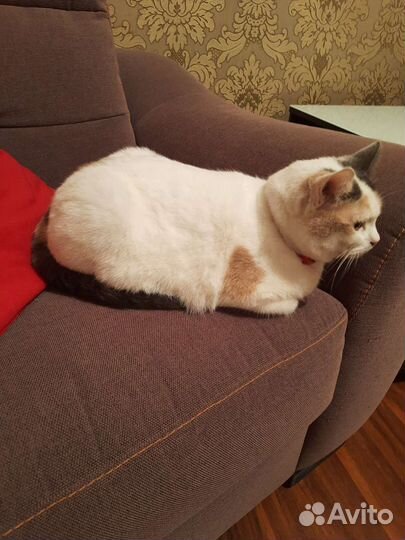 Кошка в добрые руки