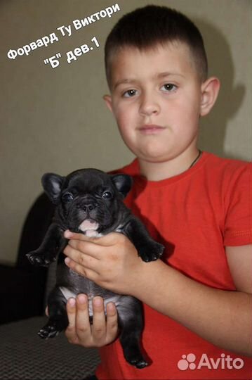 Французики-щенки РКФ