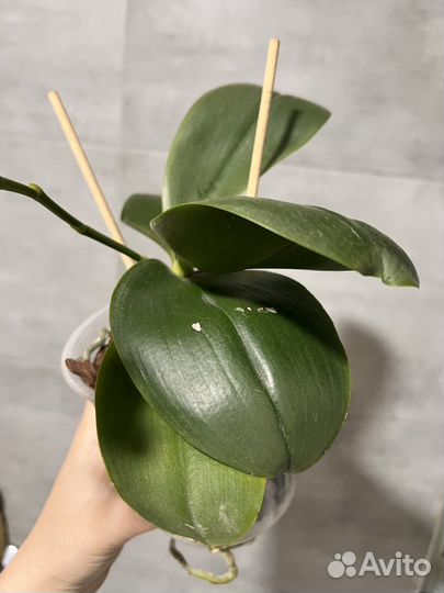 Орхидея фаленопсис Love potion