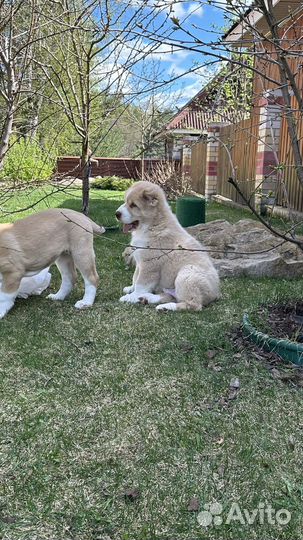 Среднеазиатская овчарка алабай щенки