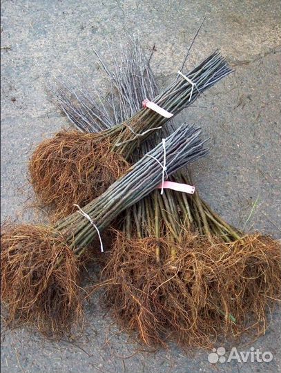 Подвой мм-106, М-9