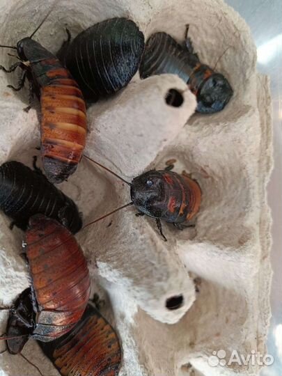 Мадагаскарский шипящий таракан остались средние