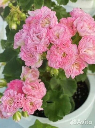 Комнатные цветы