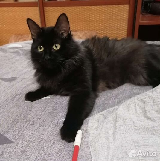 Очень добрый кот