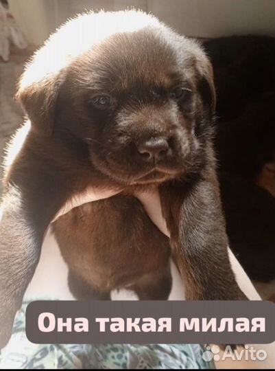 Продам щенков шоколадного Лабрадора