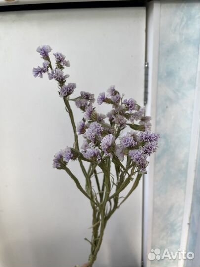 Станица сухоцвет