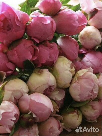 Ягоды, саженцы, огурцы, яйца