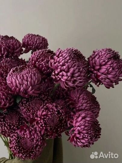 Цветы хризантемы с доставкой