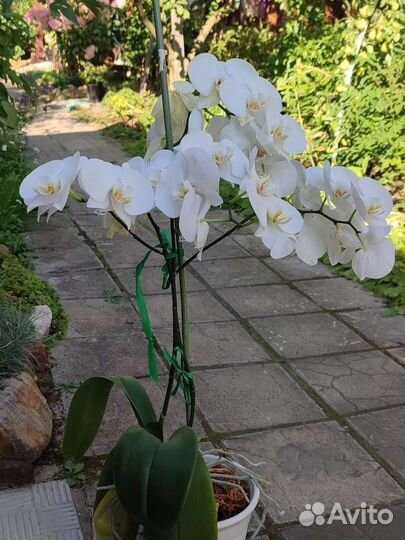 Орхидея, Олеандр, Амариллис, Фиалка и др