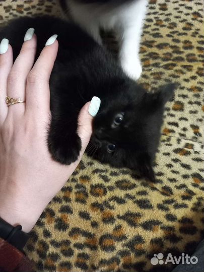 2 котёнка (М и Ж)