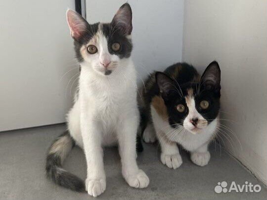 Котята в добрые руки трёхцветные
