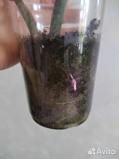 Монстера вариегатная альба макушка