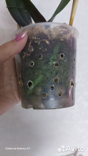 Орхидея Сого Даймонд бабочка