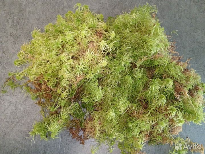 Мох сфагнум живой