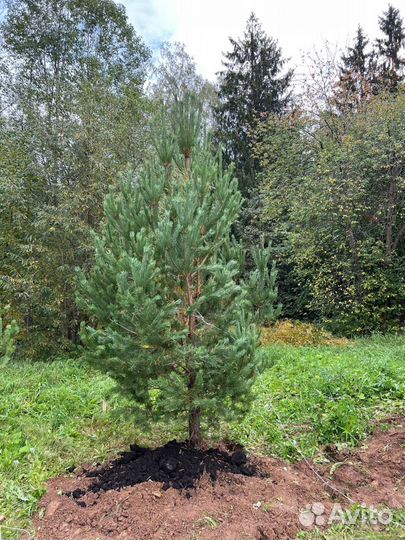 Ель 2,5 метра