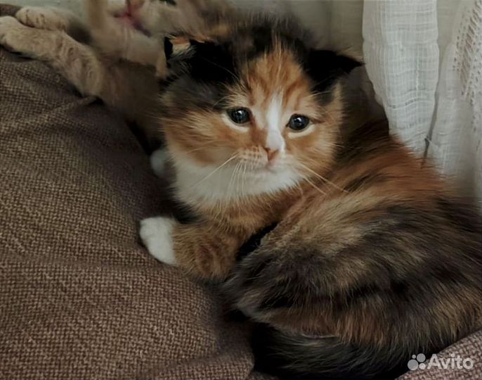 Кошка