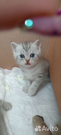 Британская кошка