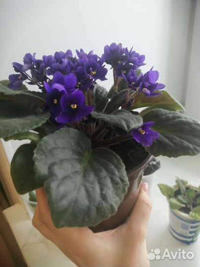 Фиалка в горшке