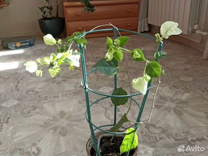 Бугенвиллия взрослая белая