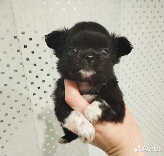 Щенки чихуахуа