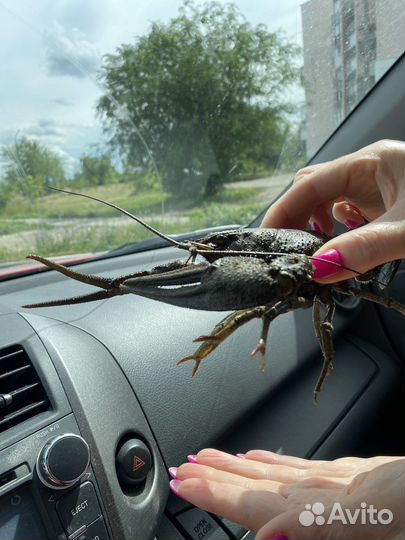 Раки живые мелко- средне-крупные, доставка, варка