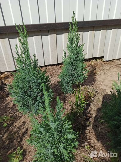 Кипарисовик лавсона