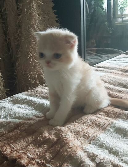 Шотладские котята