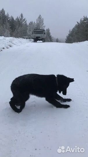 Собака кобель (Вязка)