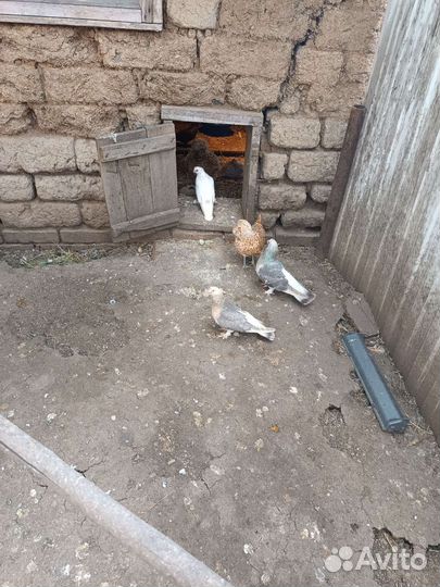 Голуби узбеки продажа