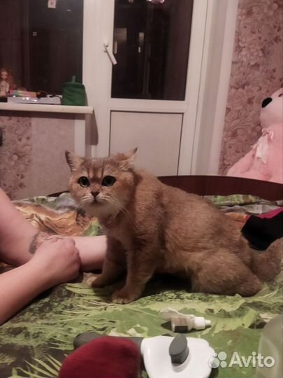 Золотистая шиншилла