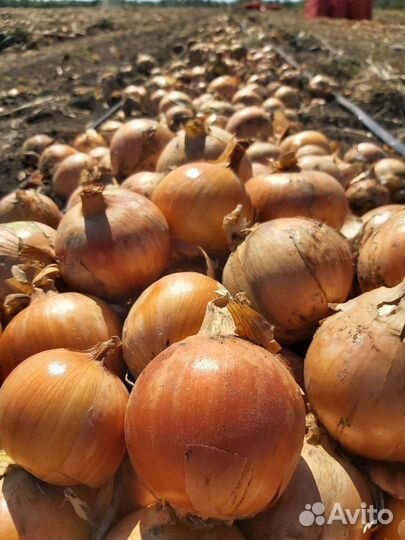 Лук оптом