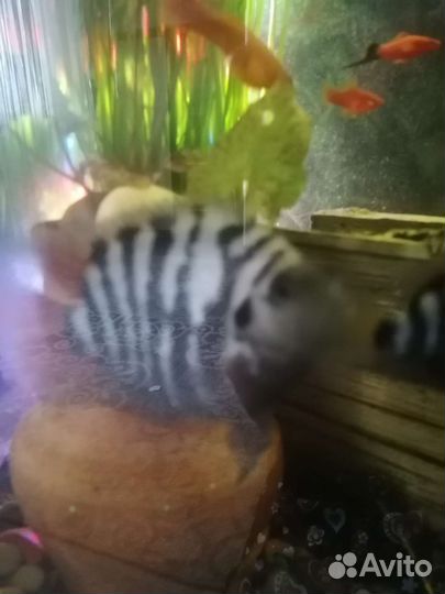 Цихлазома чернополосая