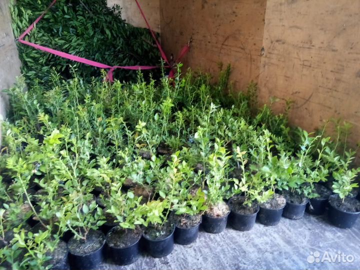 Черника сортовая