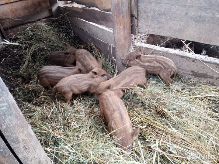 Кабанчики дикие