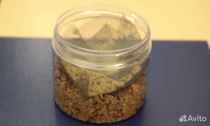 Черная львинка яйцо. Доставка бесплатно