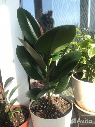 Фикусы Мелани, Абиджан, разные виды бенджаминовых