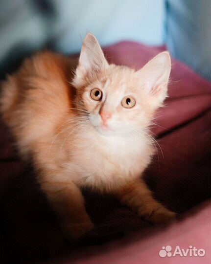 Необычный ушастик рыжик котёнок мальчик 3 мес