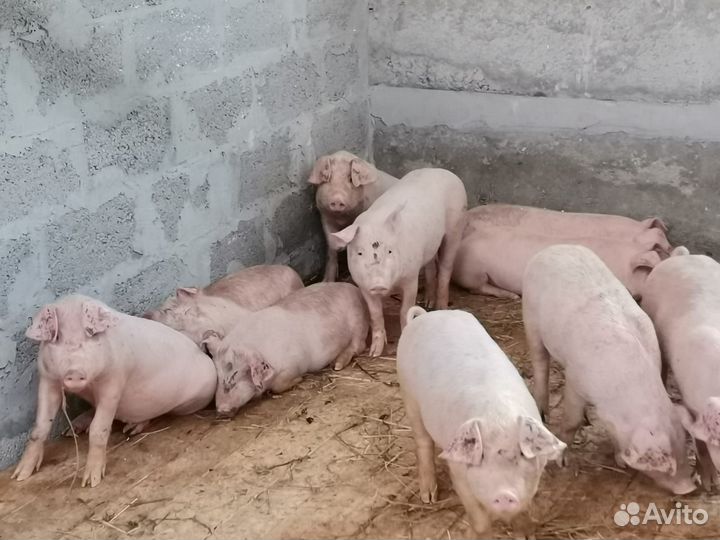 Продаю поросят
