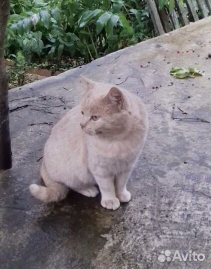 Котик в добрые руки
