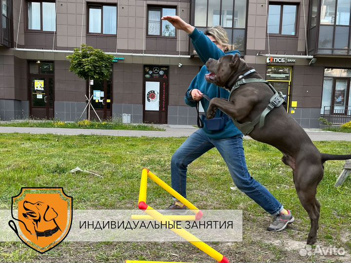 Кинолог СПб, дрессировка собак, передержка собак